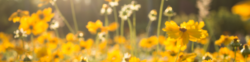 IMMAGINE DI FIORI GIALLI ILLUMINATI DAL SOLE. COSA SIGNIFICA RADICAMENTO.