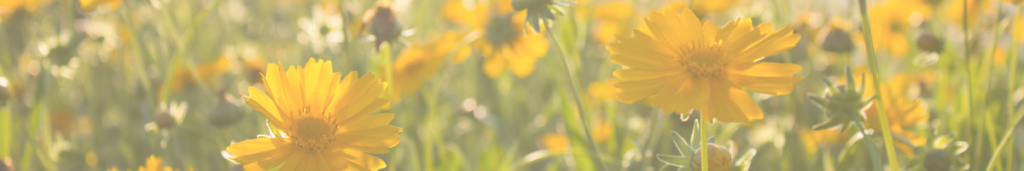 banner vivere da sola a trent'anni - fiori gialli