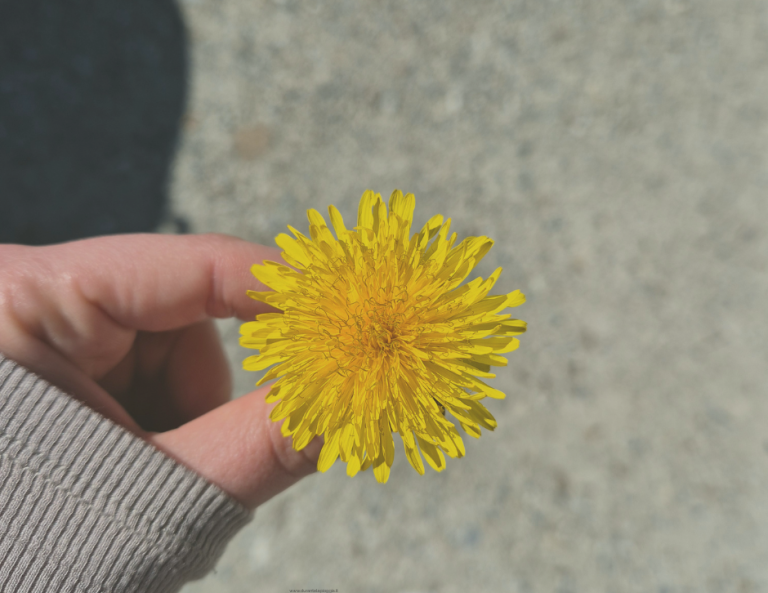 mano con fiore giallo